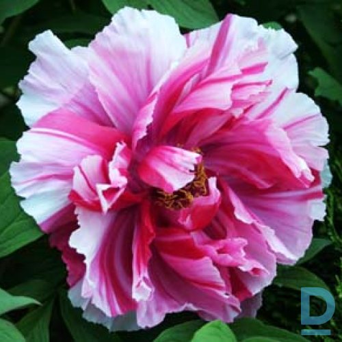 Pārdod kokveida peonijas 	SHIMA NISHIKI stādu