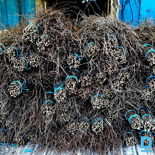 Pārdodu bērzu slotas Pārdodu bērzu slotas