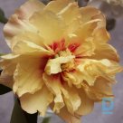CANARY BRILLIANTS interspecies hybrid peony plant for sale