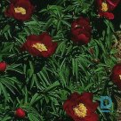 EARLY SCOUT interspecies hybrid peony seedling for sale