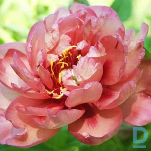 Pārdod 	MAGICAL MISTERY TOUR starpsugu hibrīdās peonijas stādu