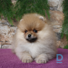 For sale Pomeranian spitz