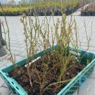 For sale Blueberry seedlings