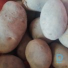 Pārdod kartupeļus, Latvija