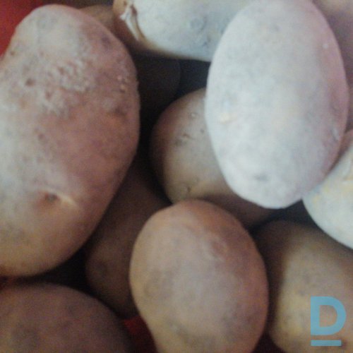 Pārdod kartupeļus, Latvija