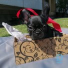 For sale French bulldog