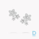 For sale Graff Wild Flower Diamond Cluster Stud Earrings