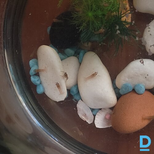 Pārdod Pārdodu vēžus Pārdod Pārdodu vēžus