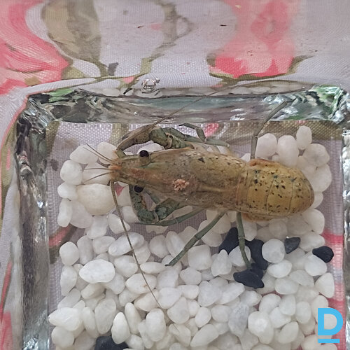 Pārdod Pārdodu vēžus Pārdod Pārdodu vēžus