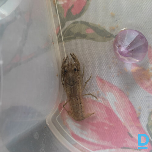 Pārdod Pārdodu vēžus