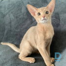 For sale Abyssinian cat