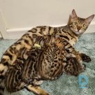 For sale Bengal cat