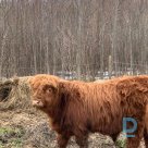 Sonnbihler Highland bull for sale