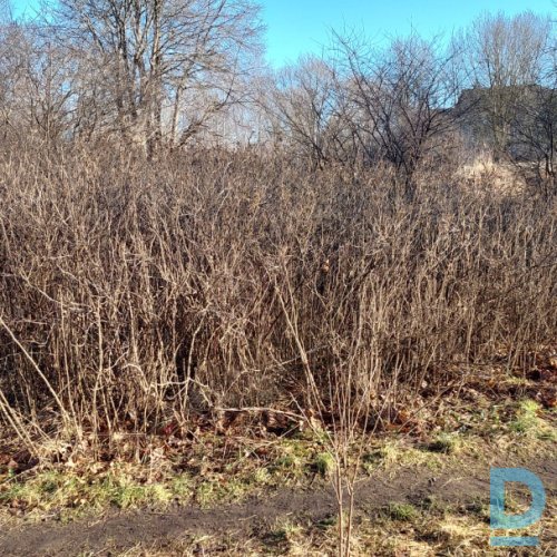 Piedāvā Jaunaudžu kopšana