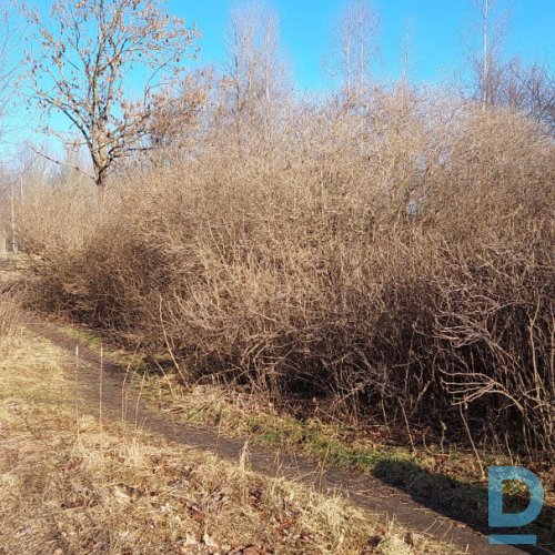 Piedāvā Jaunaudžu kopšana