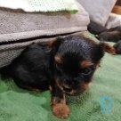 For sale Yorkshire terrier