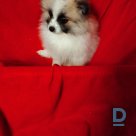 For sale German small spitz