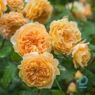 Crown Princess Margareta