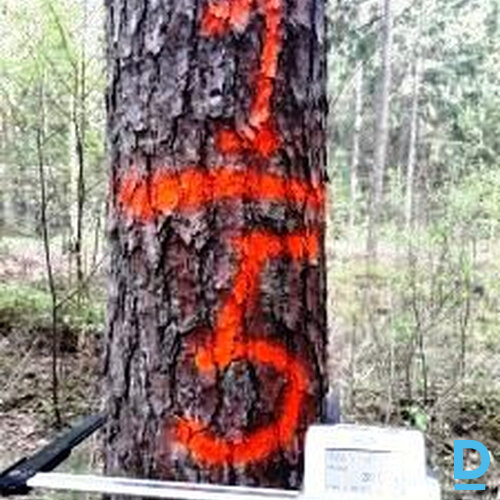 AB Timber, Krūmu/koku apgriešana, apkopšana