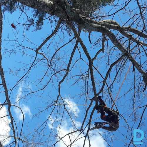 AB Timber, Krūmu/koku apgriešana, apkopšana AB Timber, Krūmu/koku apgriešana, apkopšana