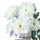 For sale White chrysanthemums