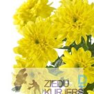 For sale Yellow chrysanthemums