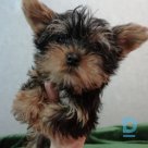 For sale Yorkshire terrier