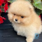 For sale Pomeranian spitz