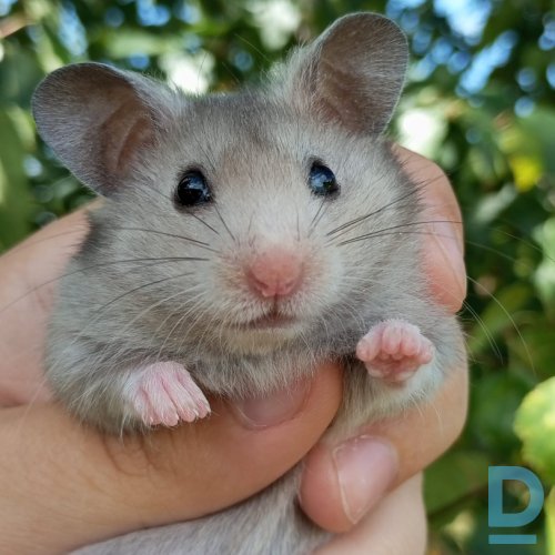 Pārdod Kāmis Pārdod Kāmis