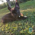 For sale French bulldog