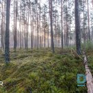 Продается земельный участок в окружении соснового леса под частную застройку в С