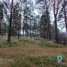 Земля в можжевельнике