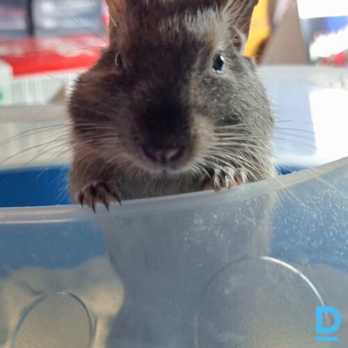 Pārdod Degu