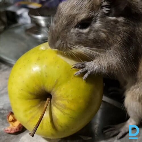 Pārdod Degu Pārdod Degu