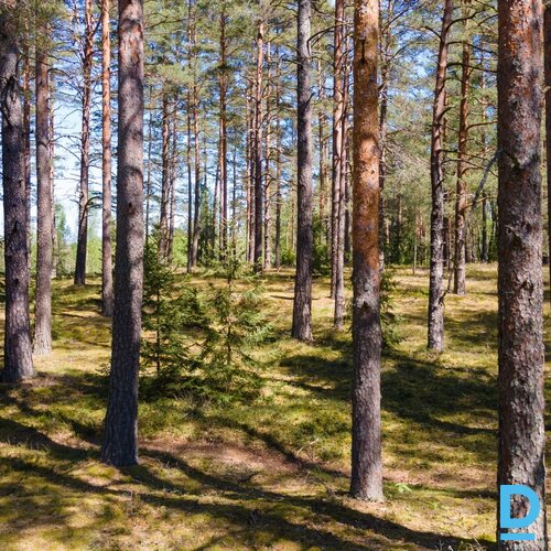 0.8 ha zeme, Zaķīši, Meža miers, Inčukalna pagasts, Siguldas novads, Latvija.