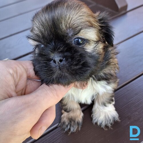 Pārdod Šicū Pārdod Šicū