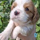 Продают Король Чарльз Спаниель
