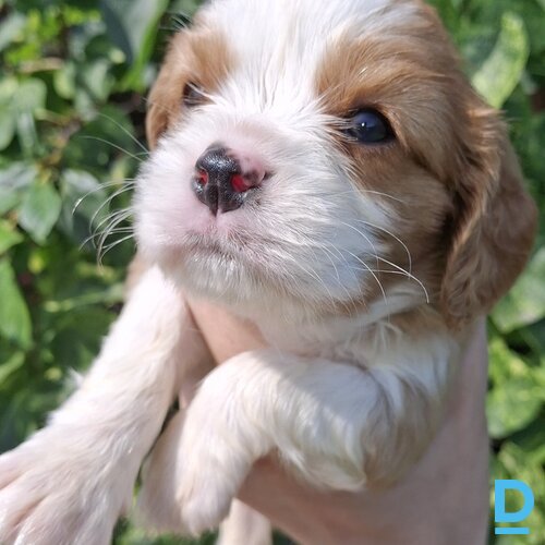Pārdod Kinga Čārlza spaniels Pārdod Kinga Čārlza spaniels