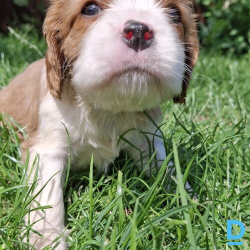 Pārdod Kinga Čārlza spaniels
