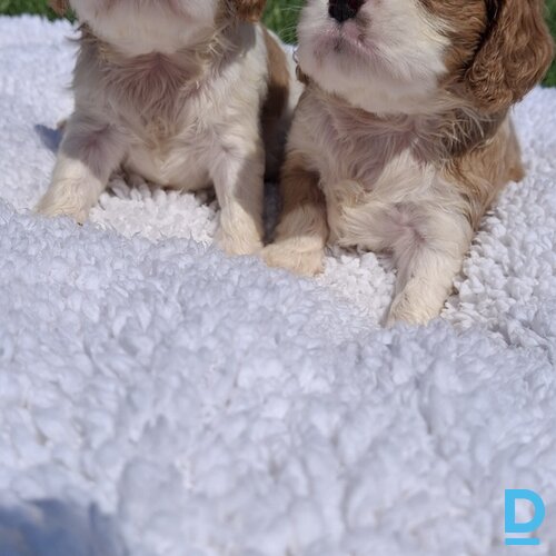 Pārdod Kinga Čārlza spaniels