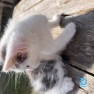 Продают кота