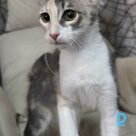 For sale Turkish angora cat
