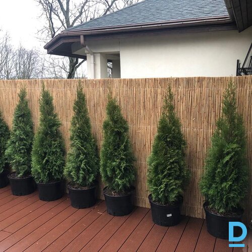 Pārdod Niedru sietu/žogu/paklāju Dārzam un Mājai Pārdod Niedru sietu/žogu/paklāju Dārzam un Mājai