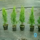  Tūjas-Smaragd 0,55 €, thuja smaragd 