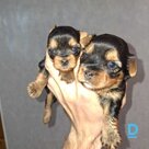 Продают Йоркширский терьер Продают Йоркширский терьер