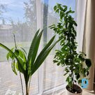 Продается красивый, ухоженный участок в Адажи, в 200 м от реки Гауя!