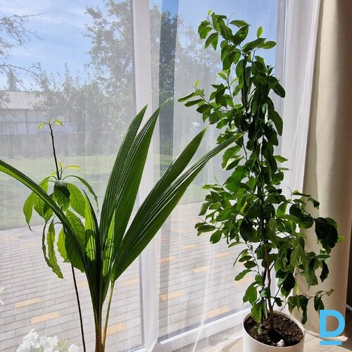 Tiek pārdots skaists, sakopts īpašums Ādažos 200 m no Gaujas!