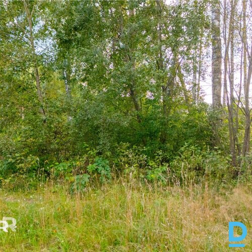 Pārdošanā 3100 m² zemes gabals privātai apbūvei netālu no jūras un Ādažiem.Dzīvo Pārdošanā 3100 m² zemes gabals privātai apbūvei netālu no jūras un Ādažiem.Dzīvo