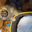 For sale German small spitz