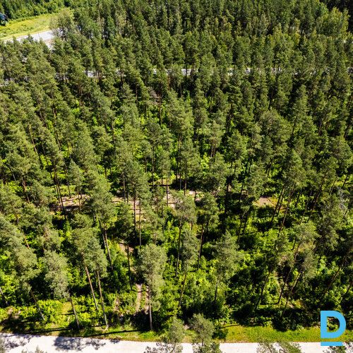 Ziemassvētku un jaunā gada cena! 44 eur/kvm!Priežu meža ieskauts zemes gabals pr Ziemassvētku un jaunā gada cena! 44 eur/kvm!Priežu meža ieskauts zemes gabals pr